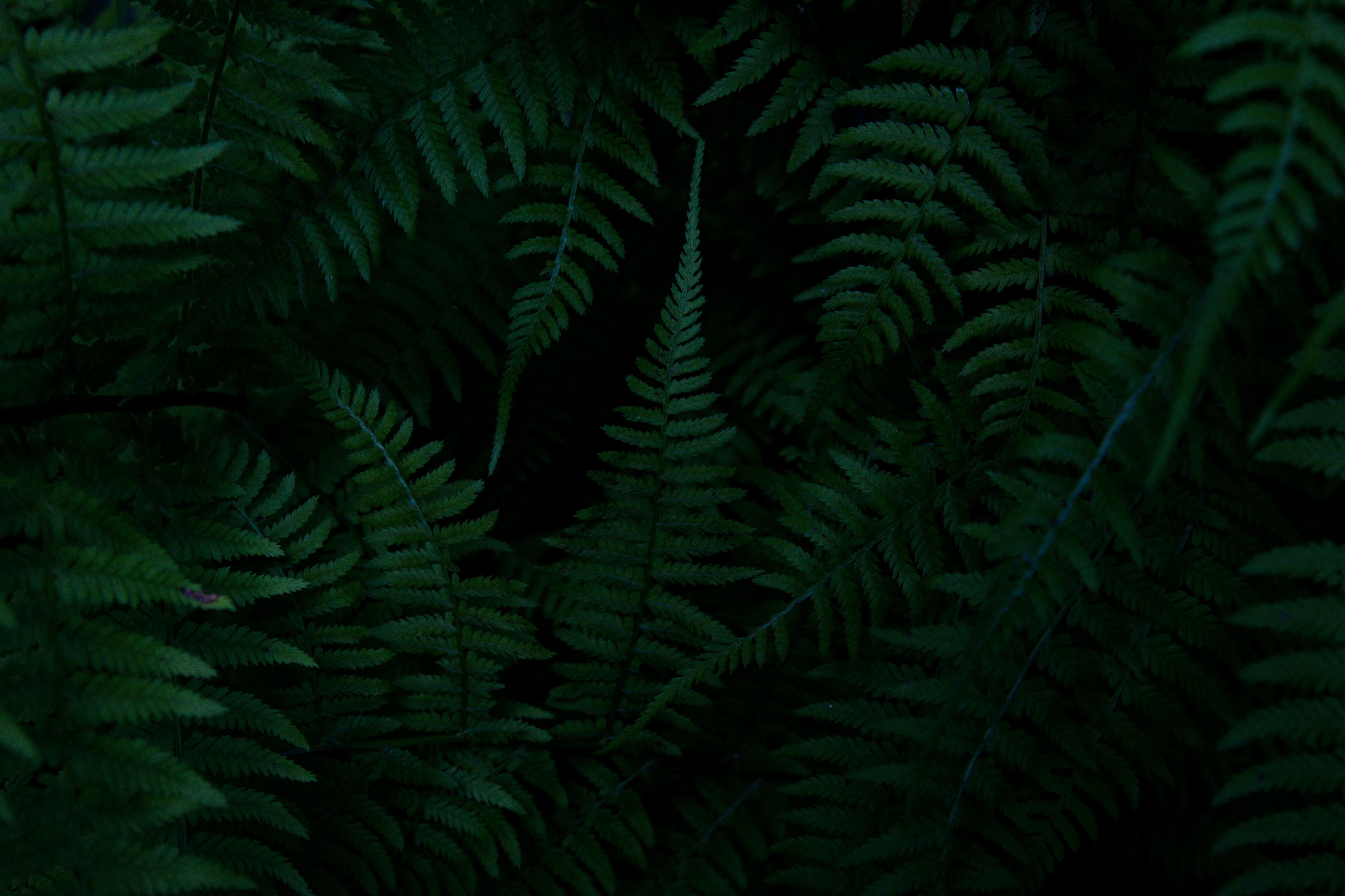 green ferns on a black background